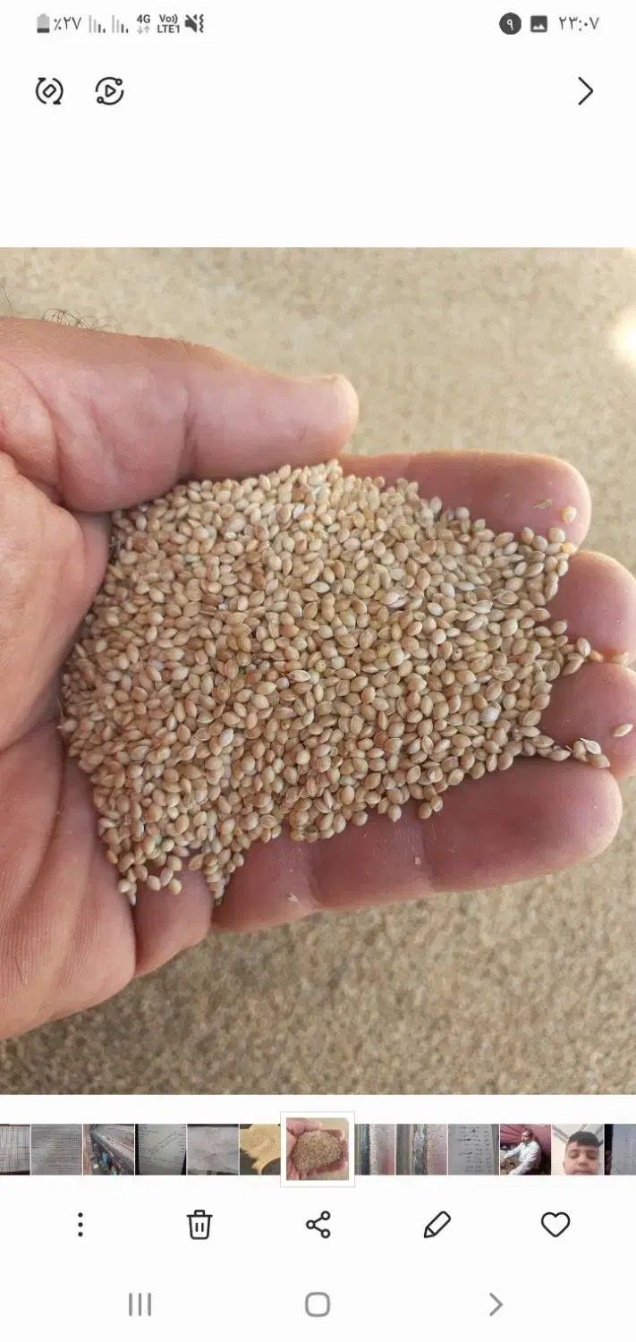 فروش ارزن|عمده‌فروشی|کوهدشت, |دیوار