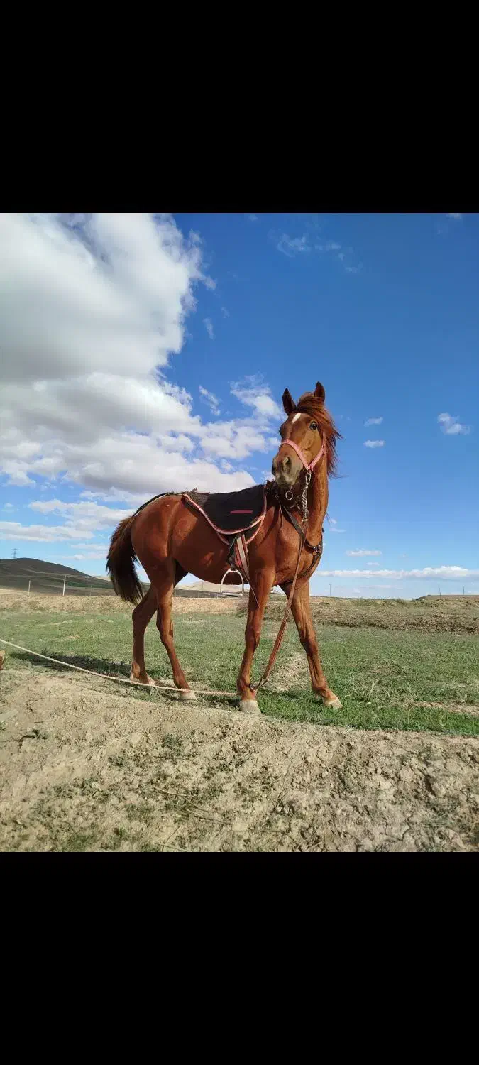 اسب نریان نژاد کرد ۴ سال|اسب و تجهیزات اسب‌سواری|بهار, |دیوار