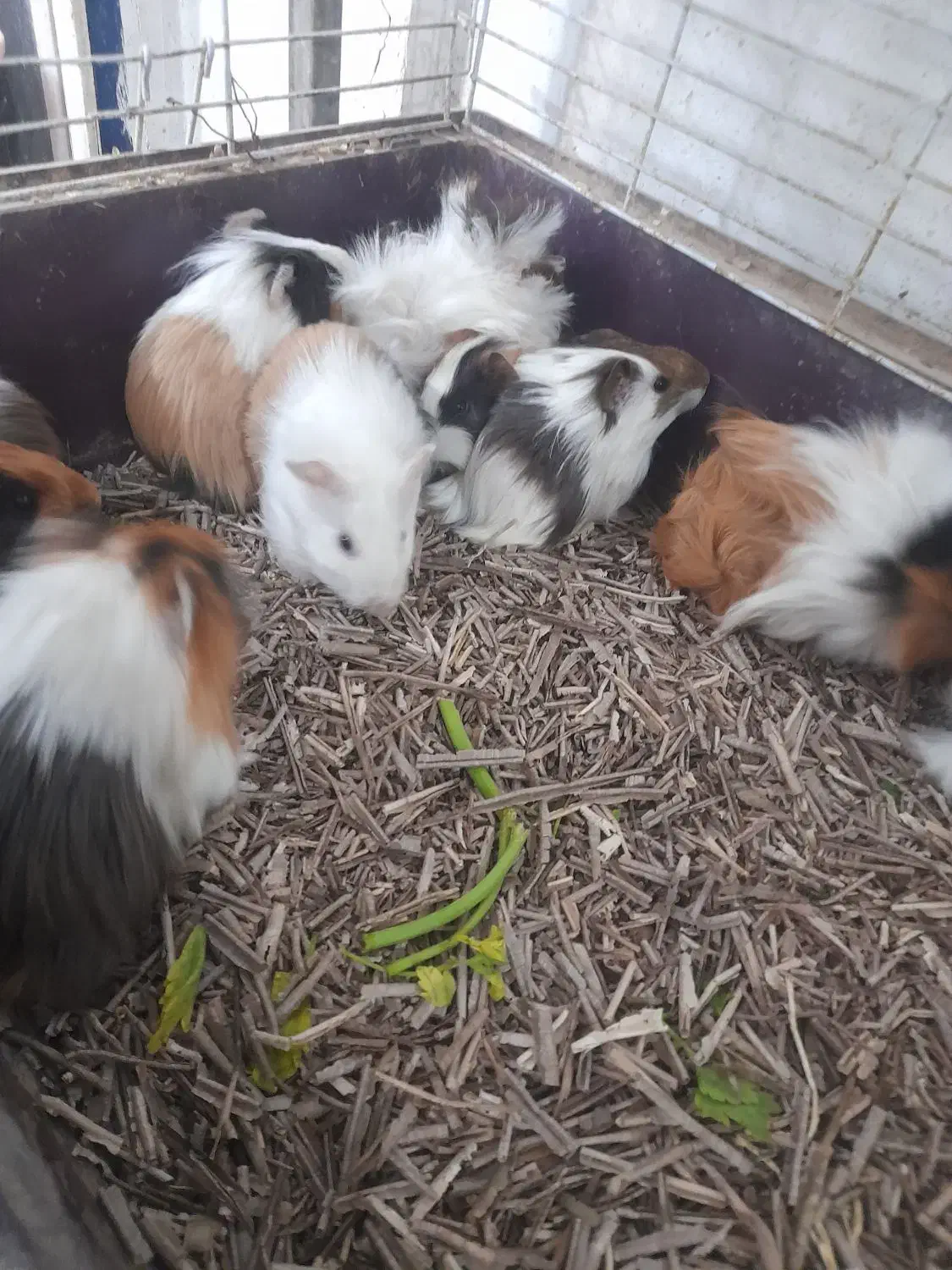 خوکچه هندی|موش و خرگوش|ارومیه, |دیوار