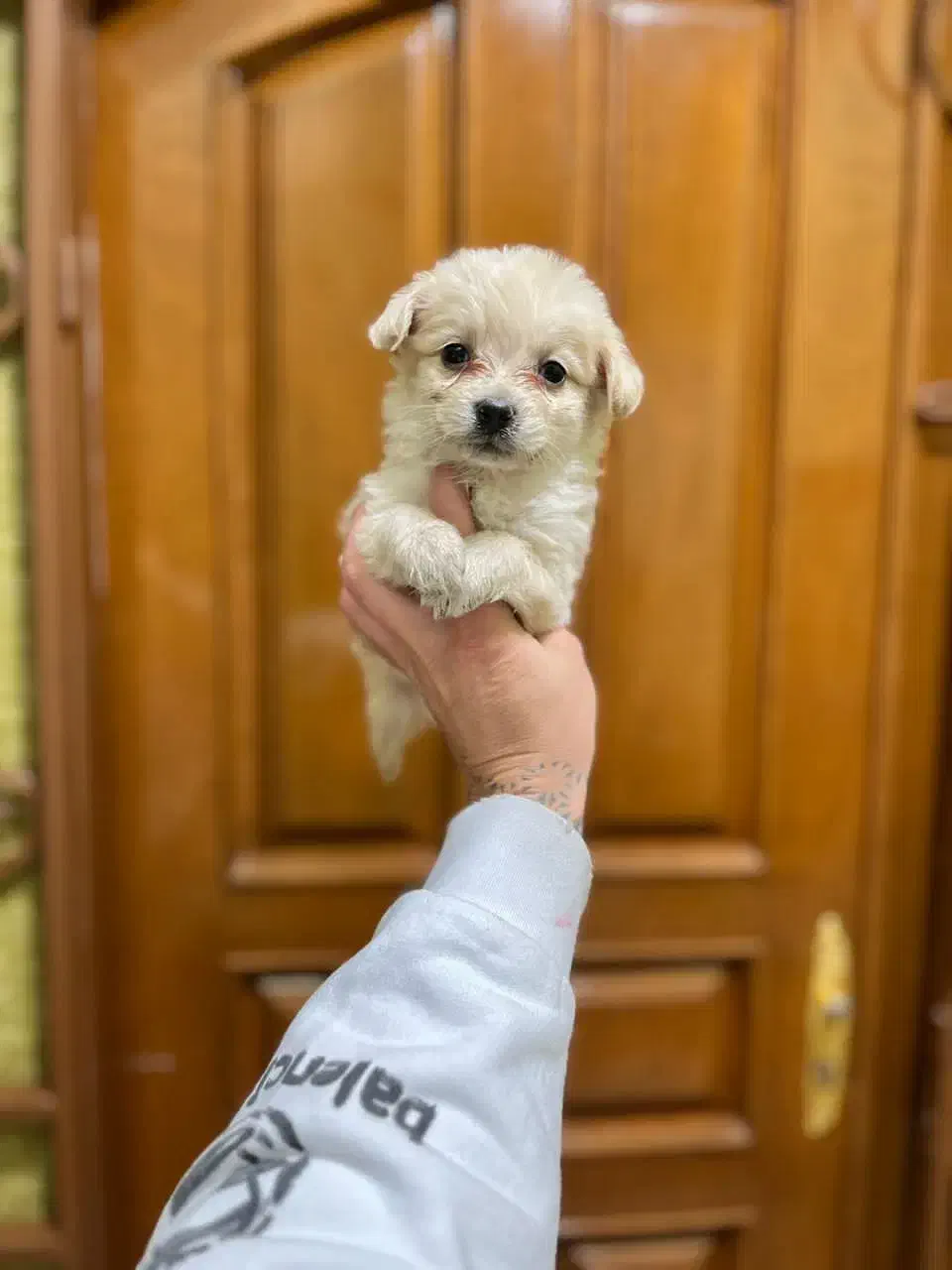 سگ خوشکل توله زیبا|سگ|شیراز, کوشک میدان|دیوار