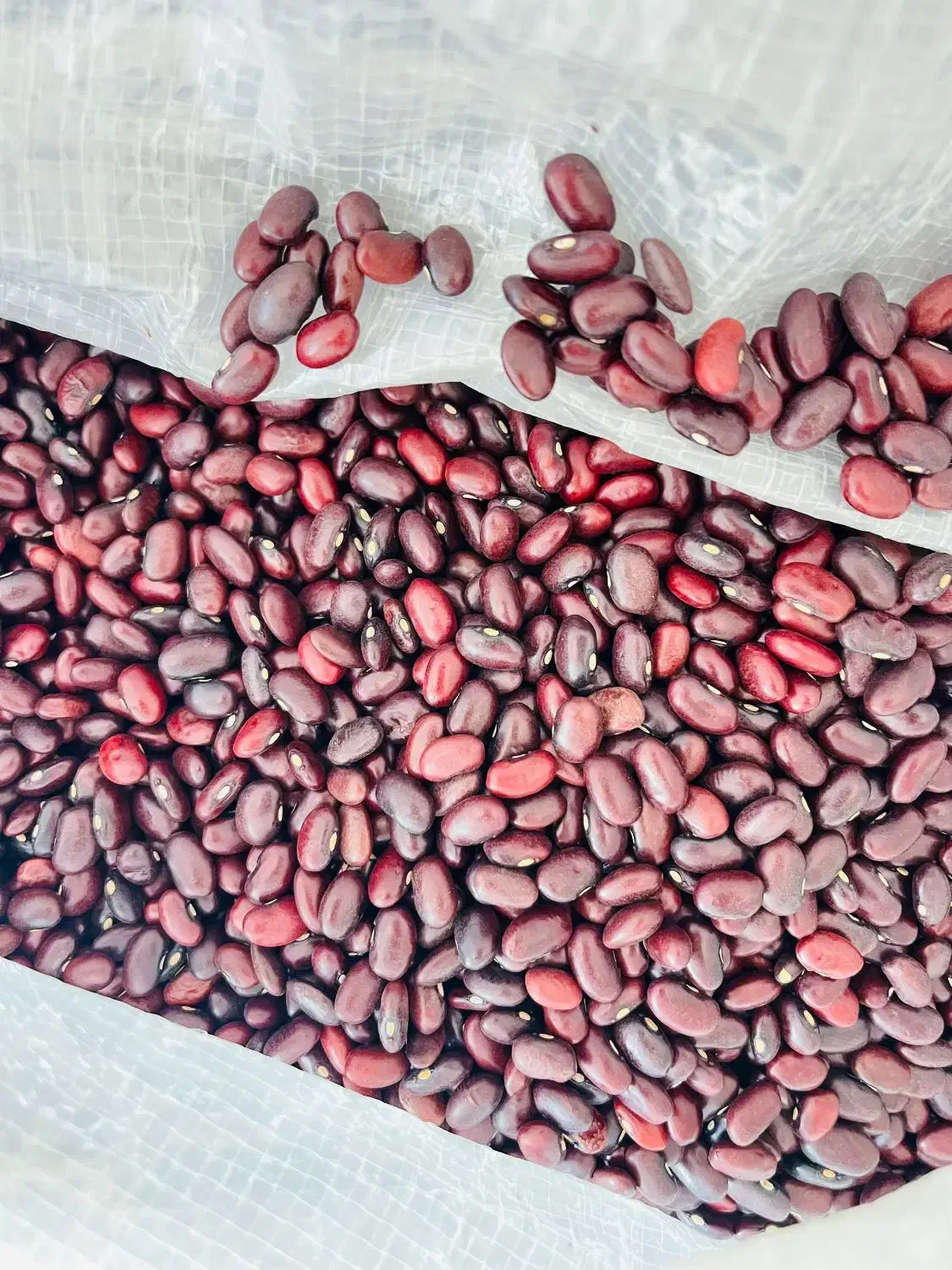 حبوبات لو بیا فقط 90|عمدهفروشی|چگنی, |دیوار