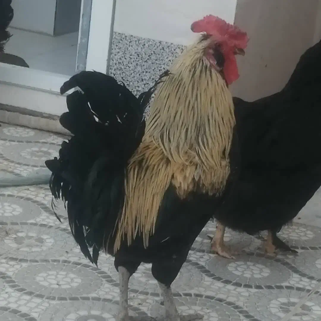 خروس گلین جوان سالم ومرغ محلی اصل|حیوانات مزرعه|آبدان, |دیوار