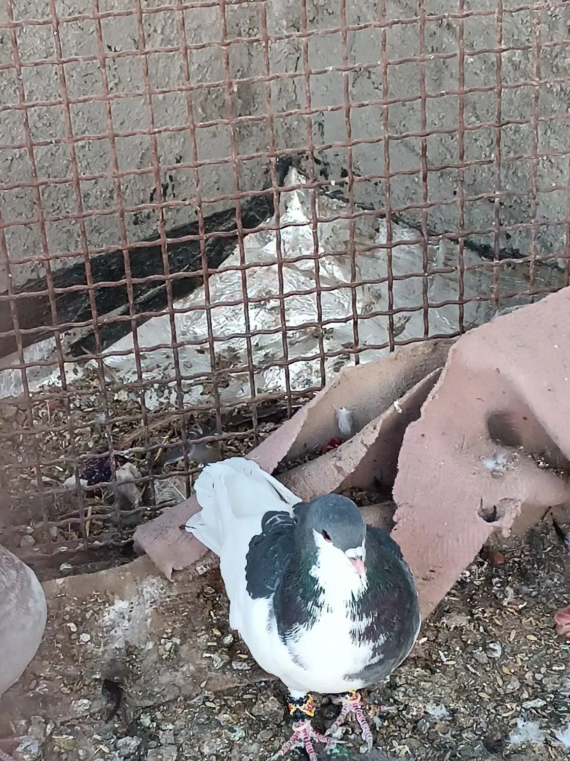 یال سبز نر|پرنده|زرقان, |دیوار