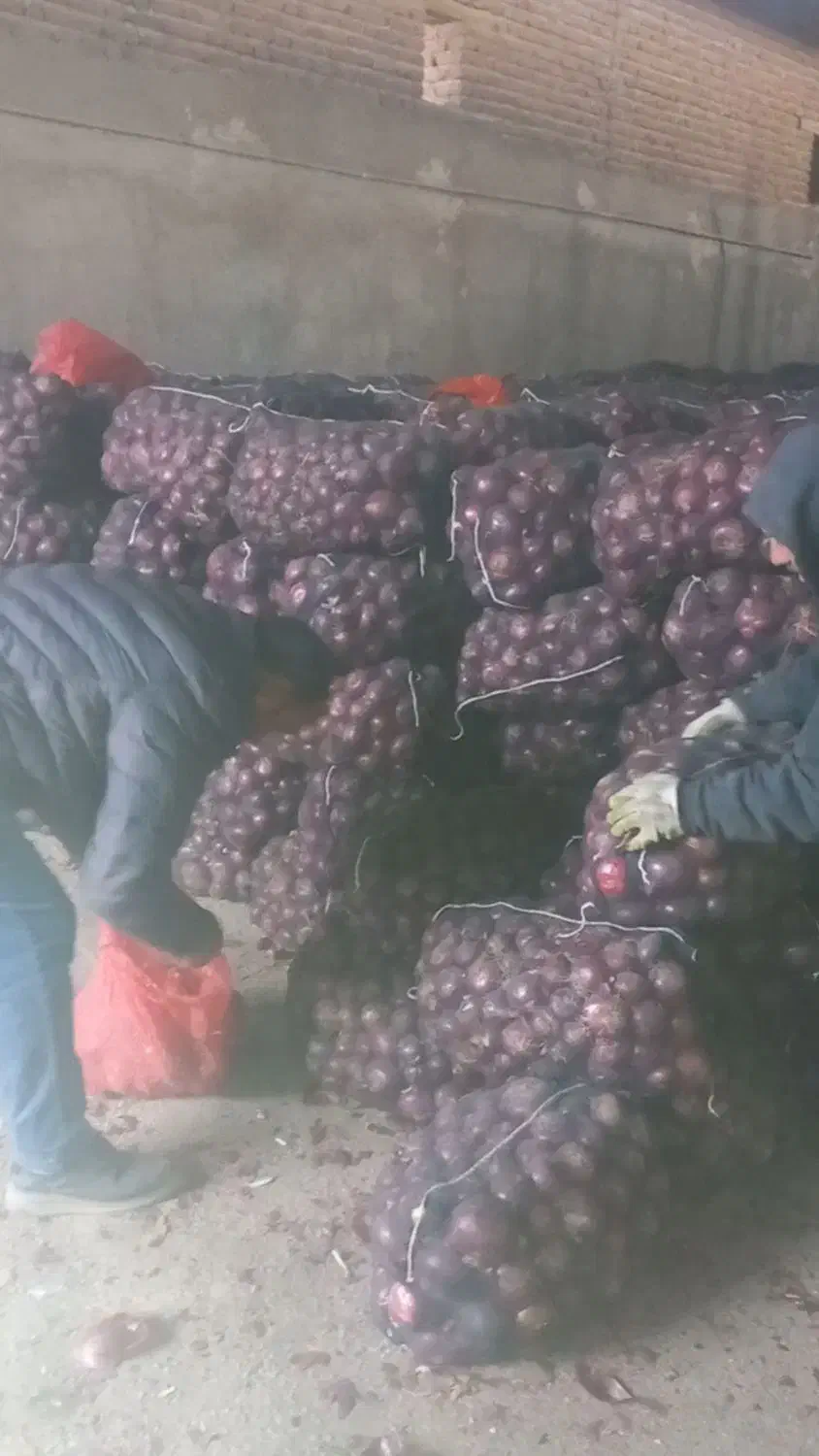 تامین پیاز قرمزوطلائی لوکس بناب برای صادرات|عمده‌فروشی|بناب, |دیوار