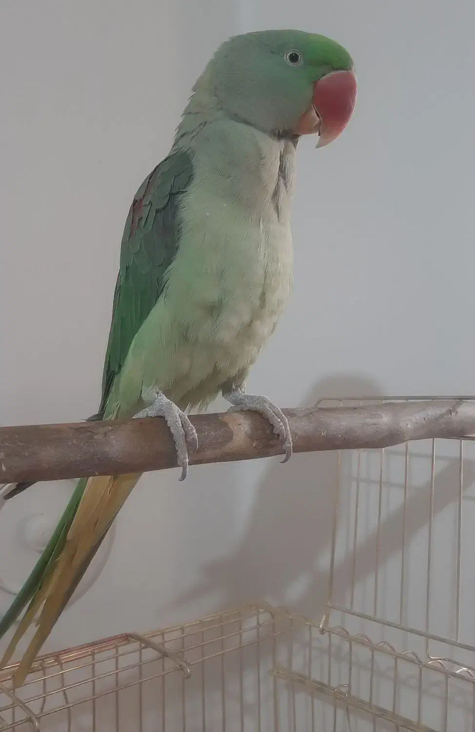 جوجه شاه طوطی نر|پرنده|ری, سرتخت|دیوار