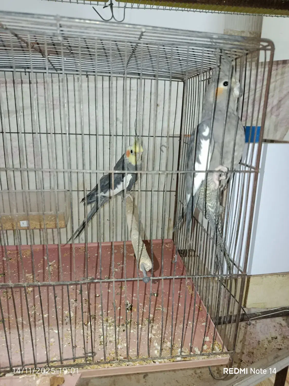 جفت عروس هلندی|پرنده|یزد, |دیوار