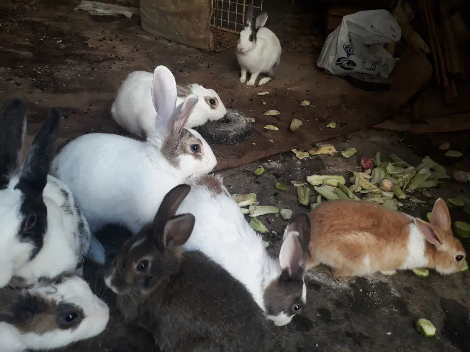 چند عد د خرگوش|موش و خرگوش|کرمانشاه, |دیوار