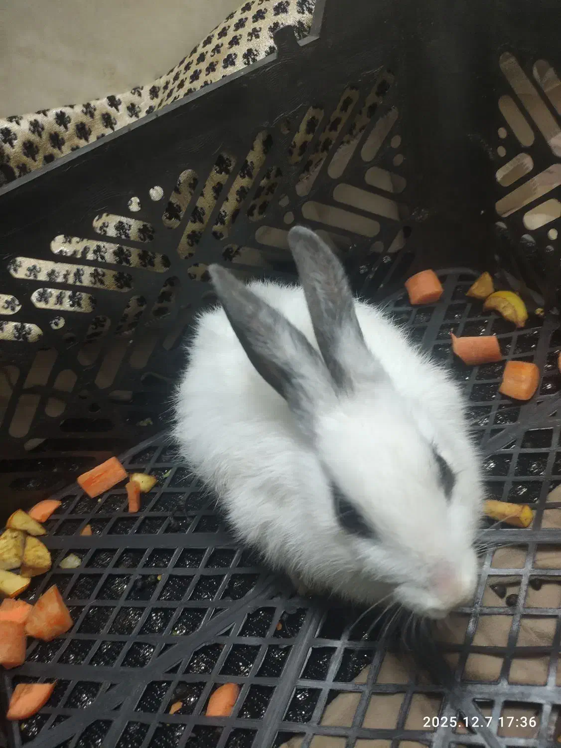 خرگوش بازی گوش|موش و خرگوش|قم, سید معصوم|دیوار