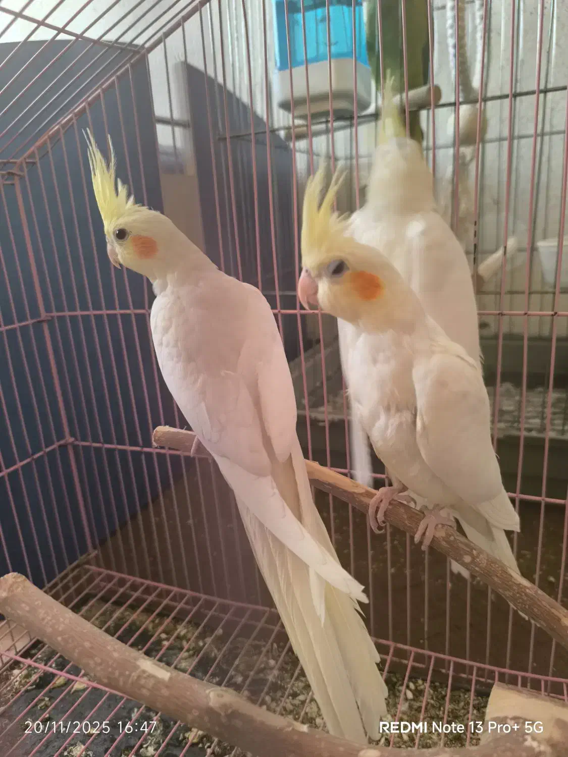 عروس هلندی|پرنده|زنجان, |دیوار