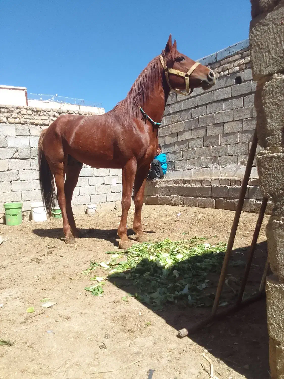 اسب نریان|اسب و تجهیزات اسب‌سواری|سردرود, |دیوار