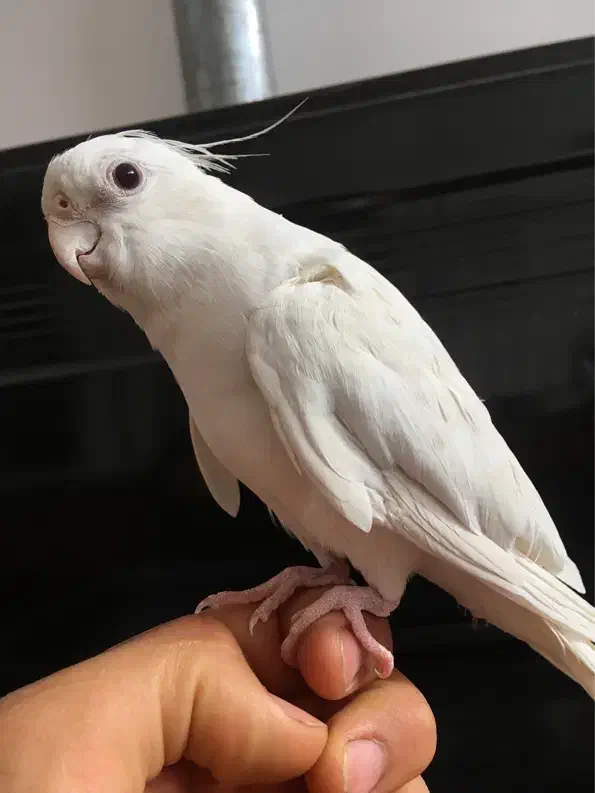 عروس هلندی آلبینو|پرنده|کاشان, ۲۲ بهمن|دیوار