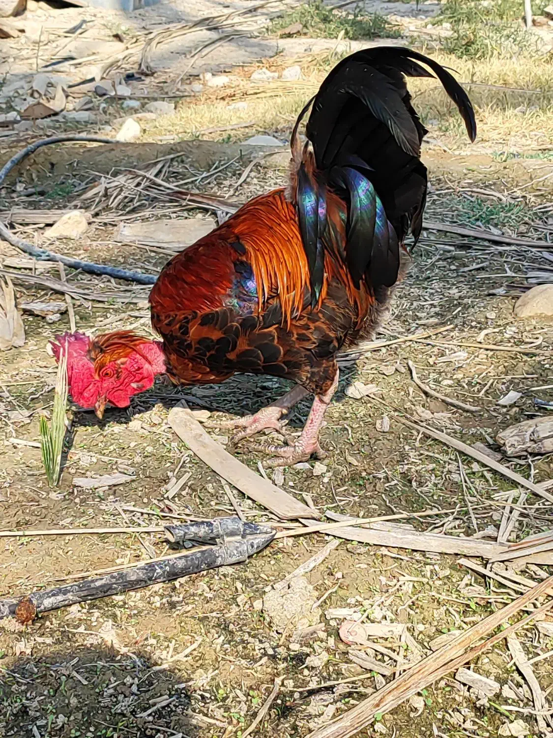 خروس گردن لیت|حیوانات مزرعه|برازجان, |دیوار