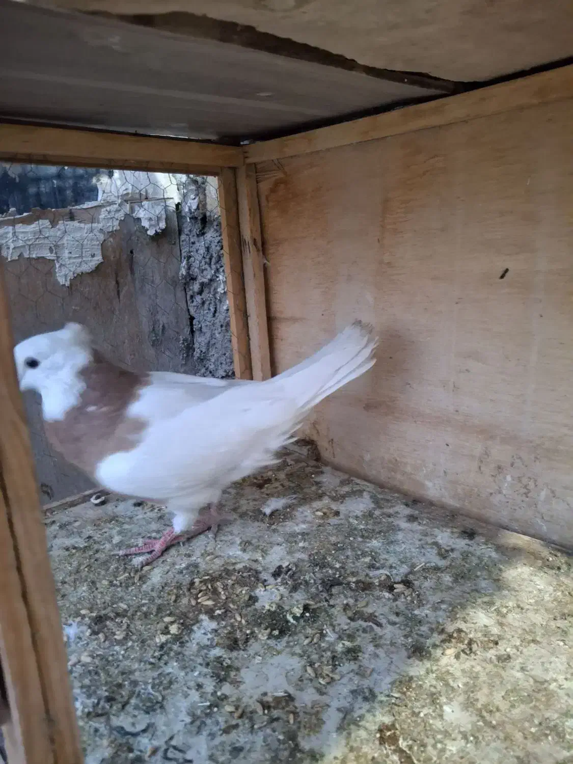 زرد طوقی ماده جوان|پرنده|تاکستان, |دیوار