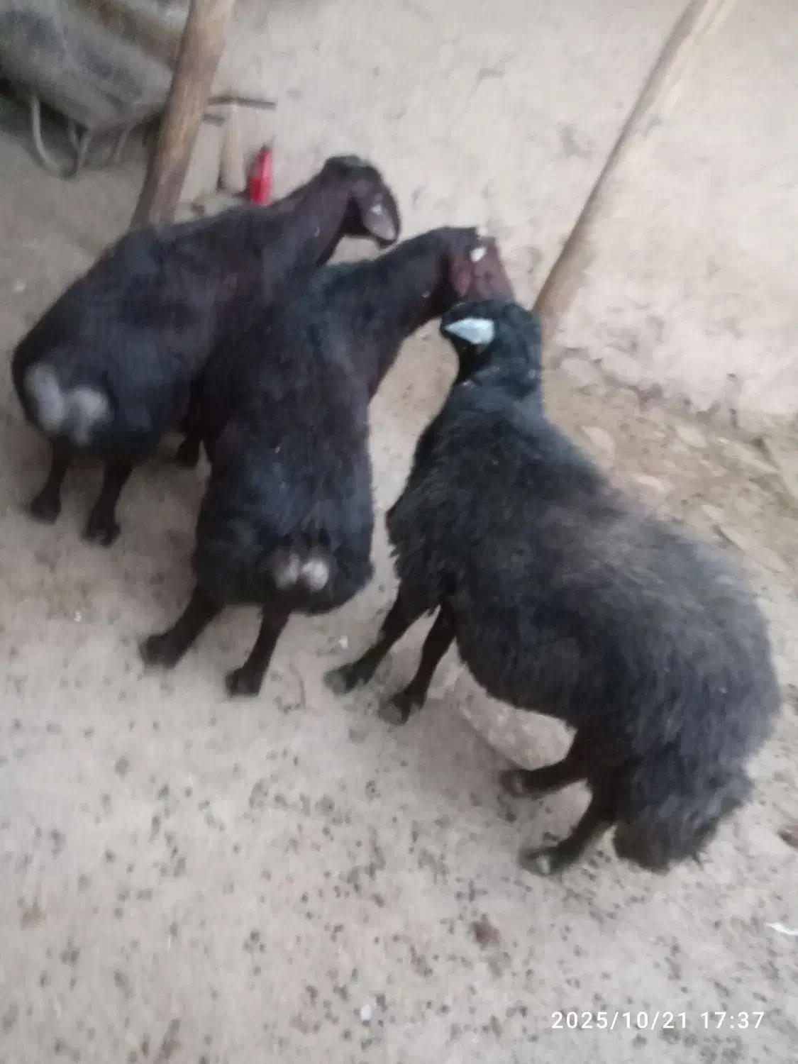 گوسفند جوان بره ماده پنج ارس|حیوانات مزرعه|تکاب, |دیوار