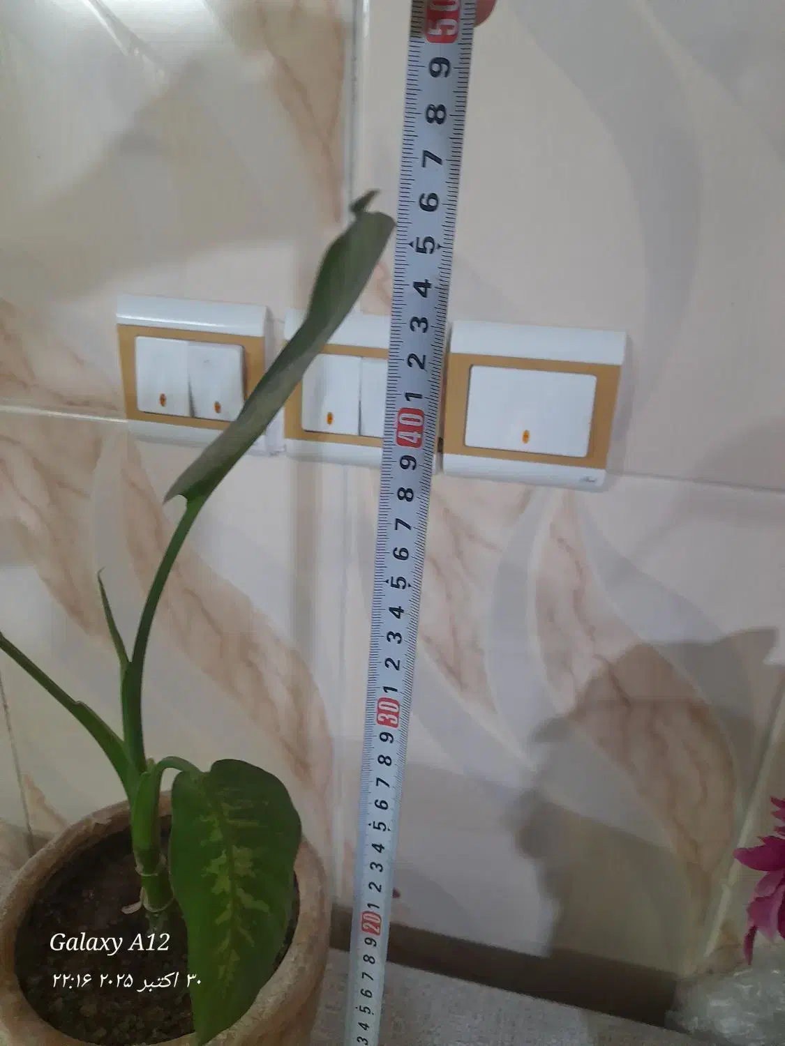 دو عدد گل طبیعی زیبا|گل و گیاه طبیعی|زنجان, |دیوار