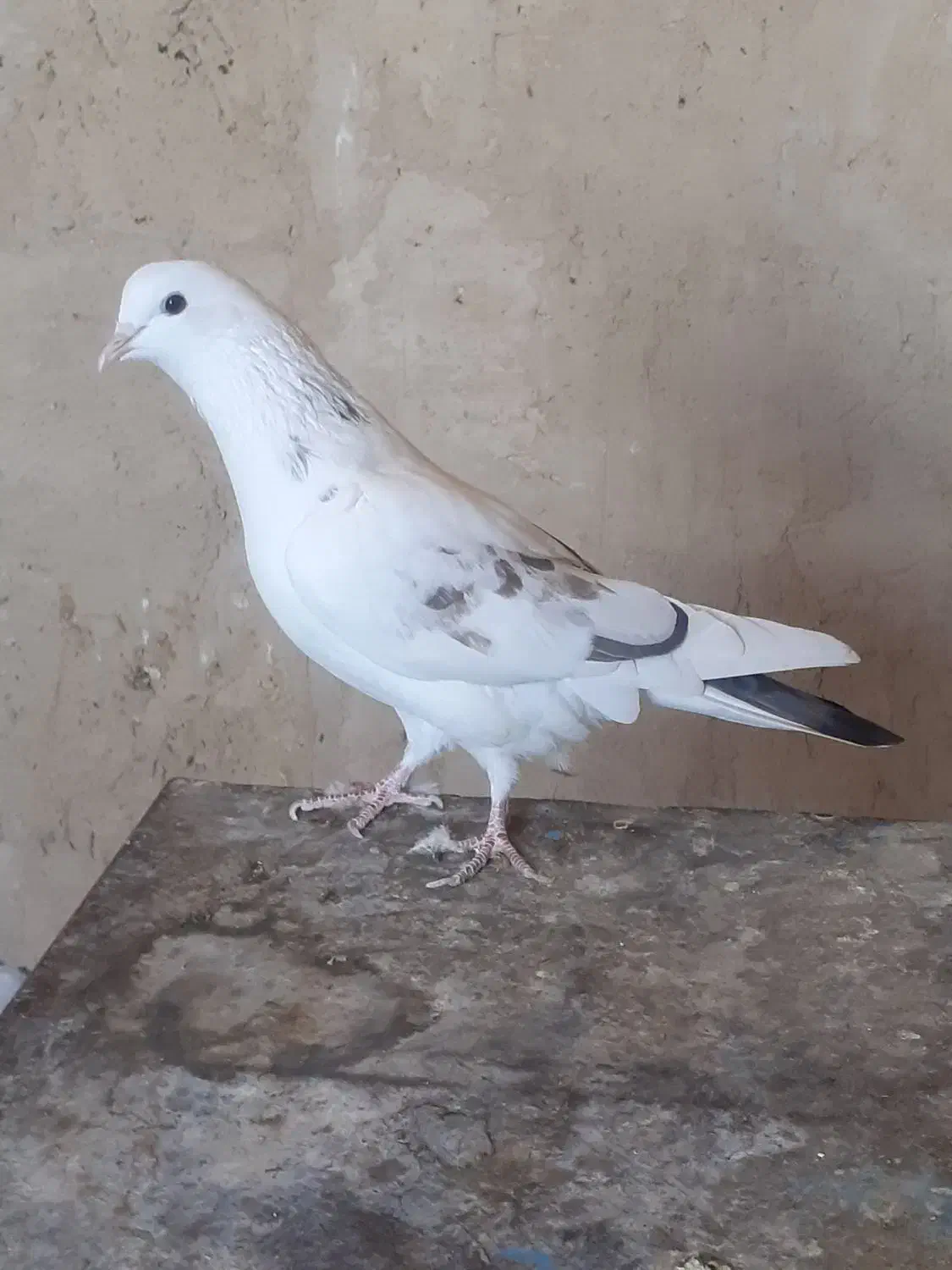 کفتر یا کبوتر پرشی|پرنده|ساوه, |دیوار