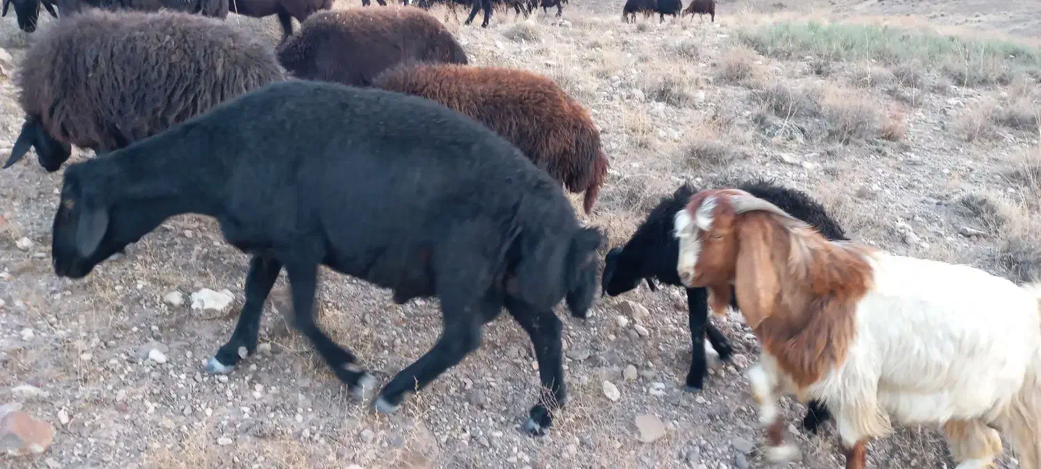 قوچ قره قز موفر|حیوانات مزرعه|ماهنشان, |دیوار