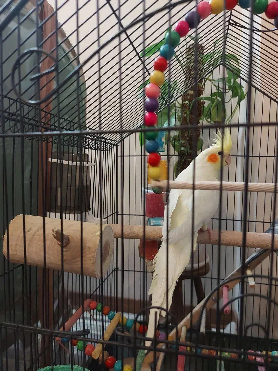 عروس هلندی ماده 6 ماهه|پرنده|اصفهان, جلالیه|دیوار