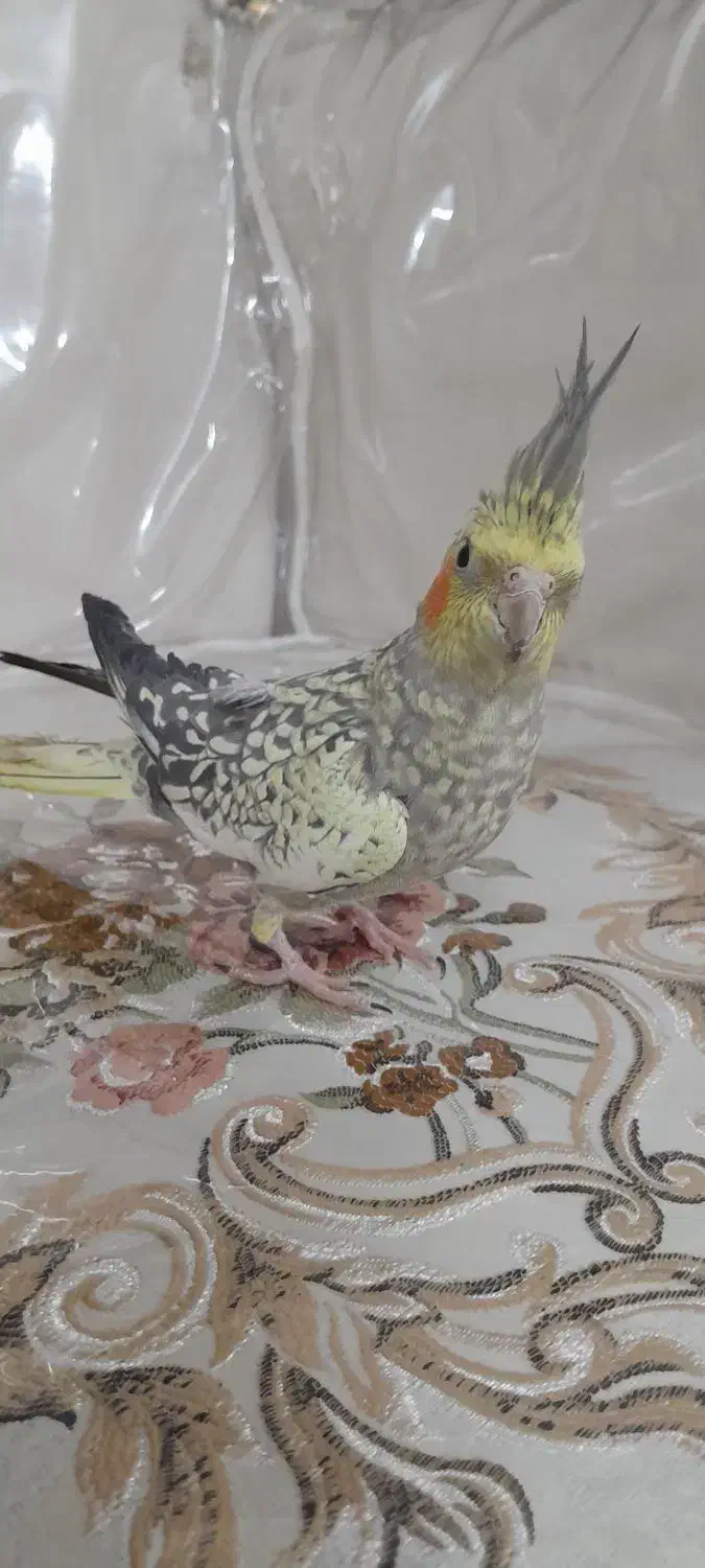 لوتینو|پرنده|مشهد, کشف|دیوار