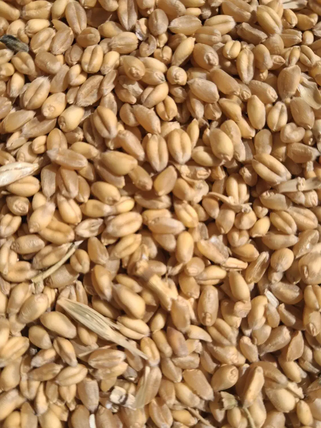 گندم بذری  آبی پیشگام کیلویی ۲۹۰۰۰تومان|گل و گیاه طبیعی|خزل, |دیوار