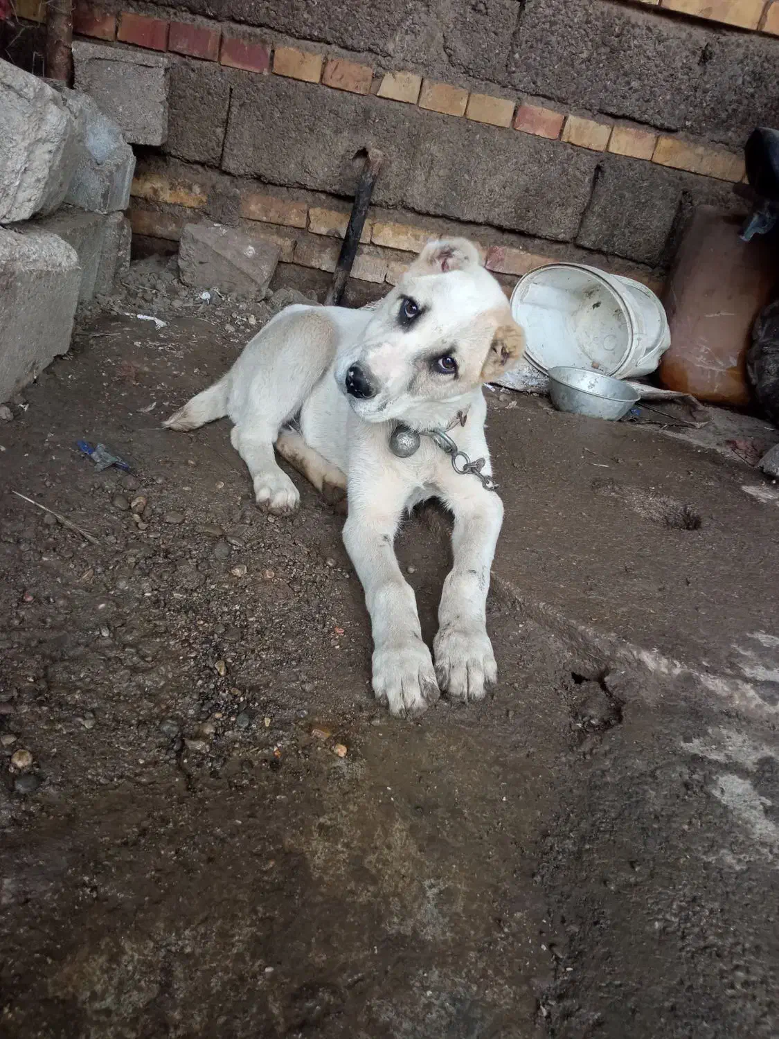 سگ البای نر|سگ|گنبد کاووس, |دیوار