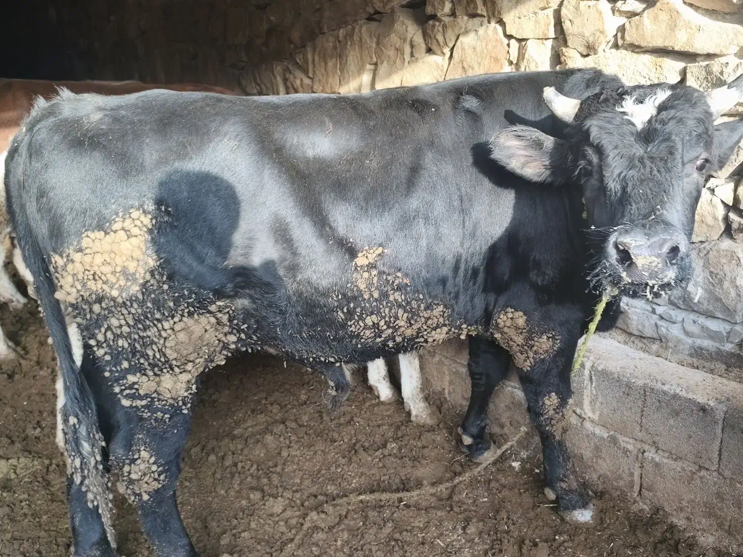 گوساله نر پرواری|حیوانات مزرعه|اندیکا, |دیوار