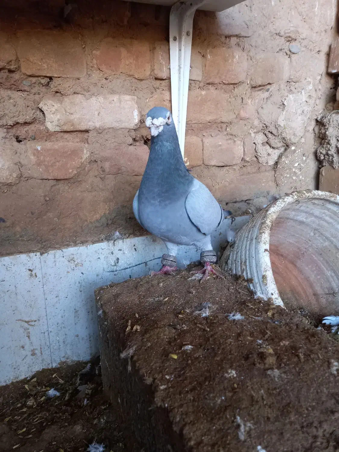 نر سبز|پرنده|گناباد, |دیوار