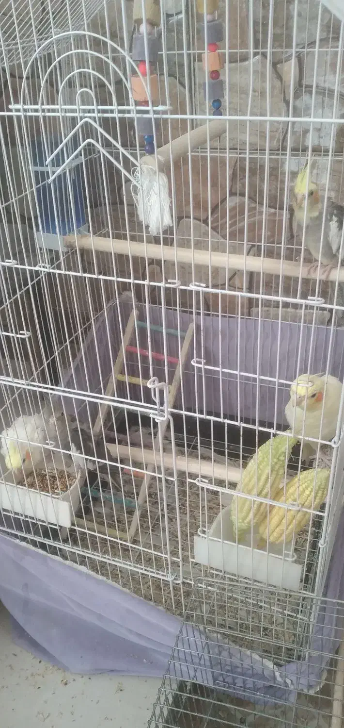 عروس هلندی|پرنده|گرمسار, |دیوار