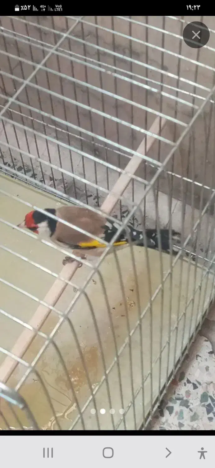 سهره باغی|پرنده|کوهدشت, |دیوار