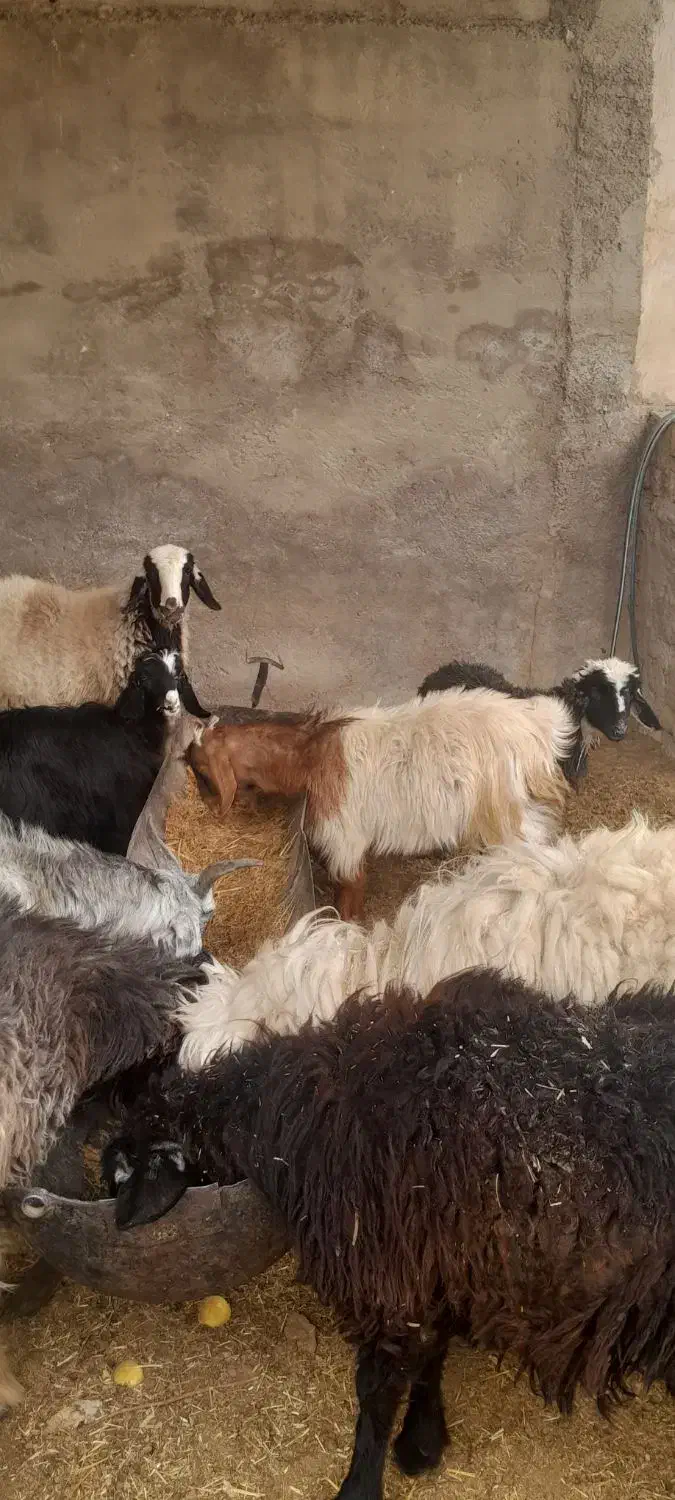 پنجبرهسهکهره|حیوانات مزرعه|زرقان, |دیوار