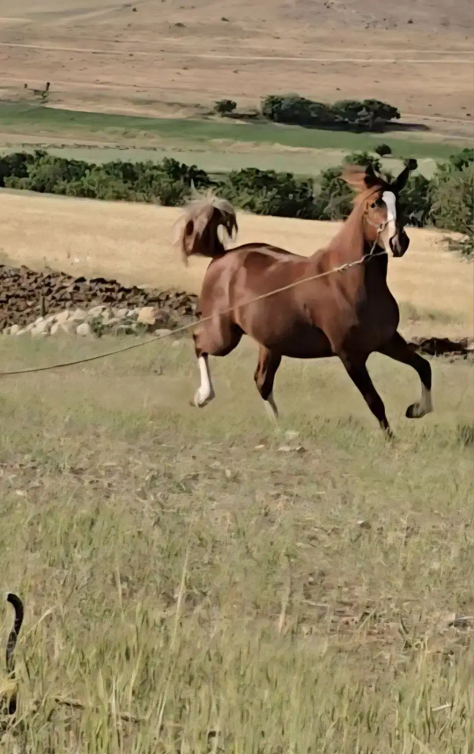 مادیان عرب مصری چند نشون سفید خوشگل اسب|اسب و تجهیزات اسب‌سواری|تهران, طرشت|دیوار