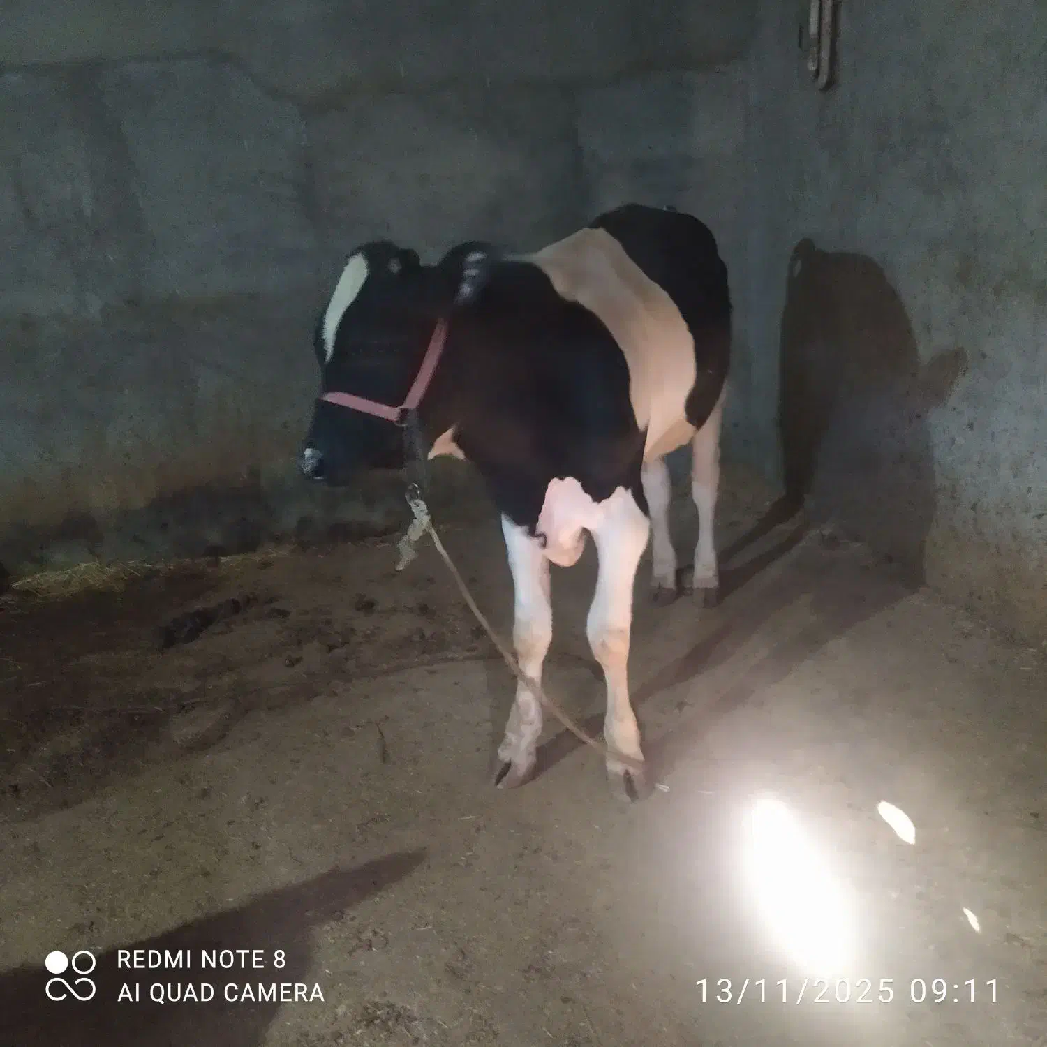 گوساله تر نژاد دار|حیوانات مزرعه|دورود, |دیوار