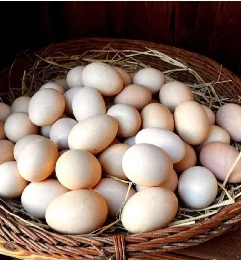 تخم‌مرغ محلی|خوردنی و آشامیدنی|مریوان, |دیوار