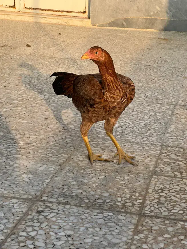 مرغ لاری|حیوانات مزرعه|اسلامشهر, شهرک توحید|دیوار