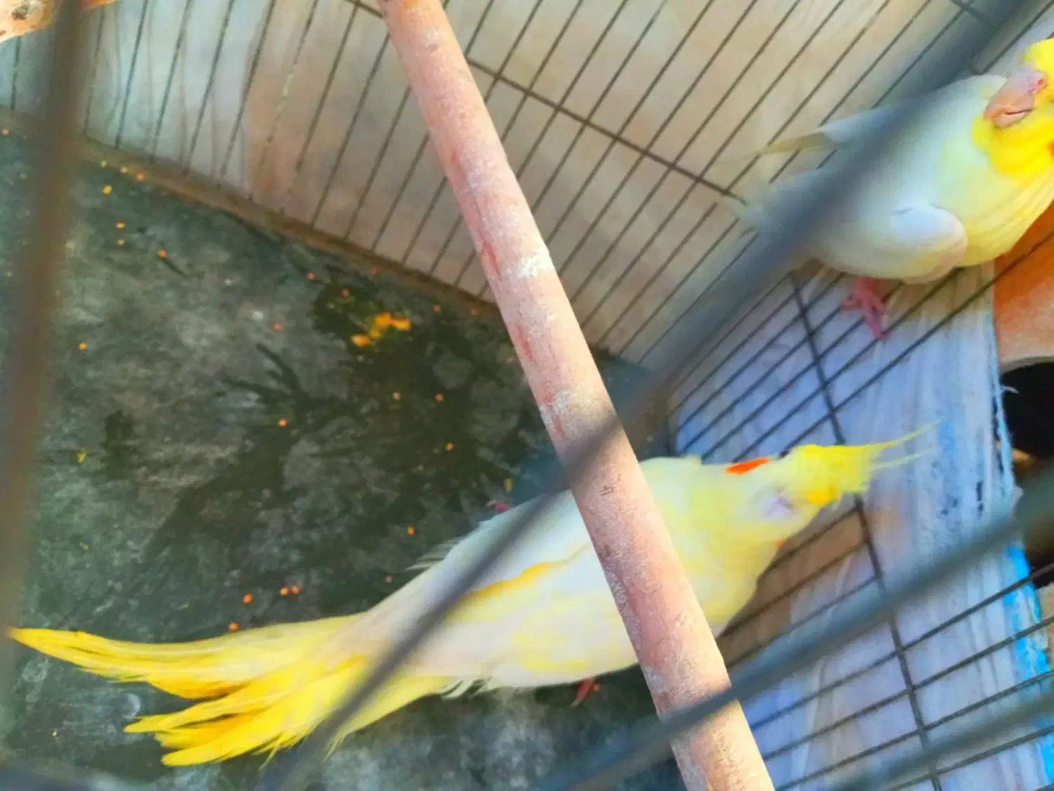 یه جفت عروس لوتیتو مولد جوان.دستی|پرنده|مینودشت, |دیوار