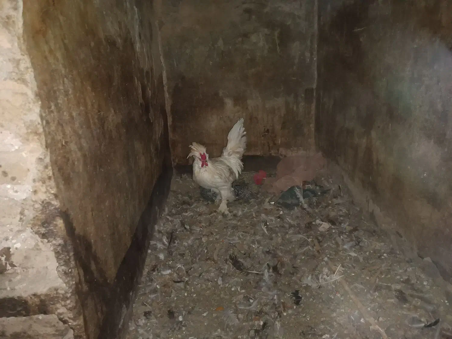 خروس|حیوانات مزرعه|نظرآباد, احمد آباد|دیوار