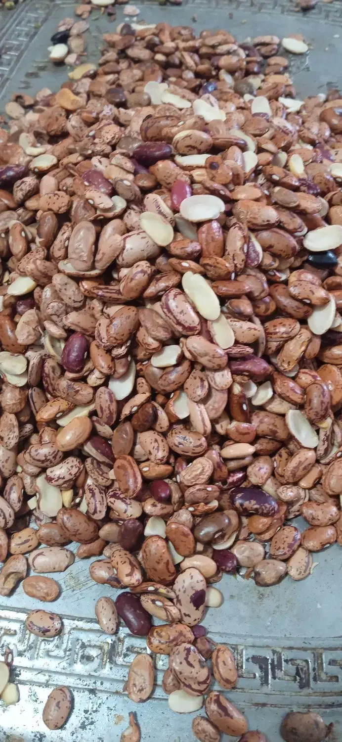 لوبیا چیتی سالم|خوردنی و آشامیدنی|بهشهر, |دیوار