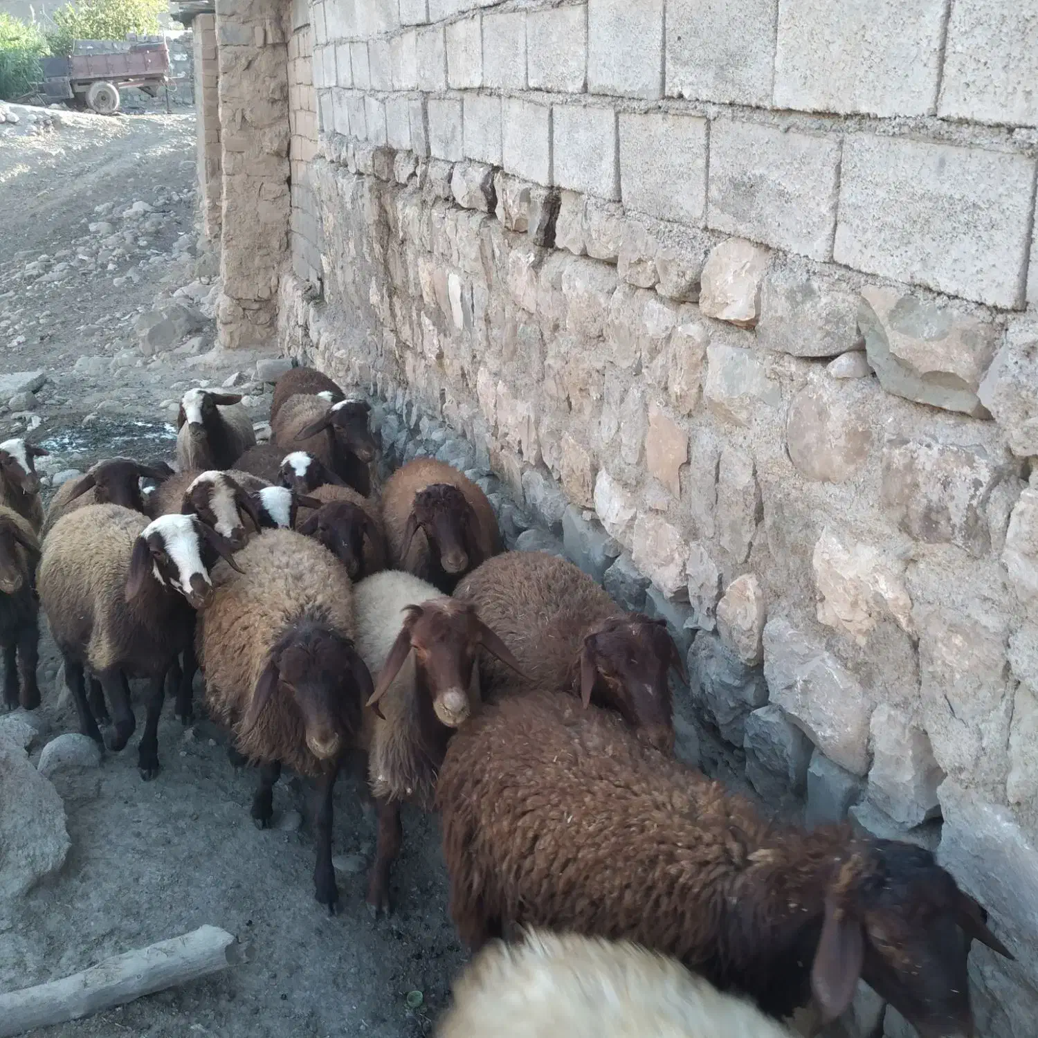 ۲۰ ر۰س بره|حیوانات مزرعه|شاهیوند, |دیوار