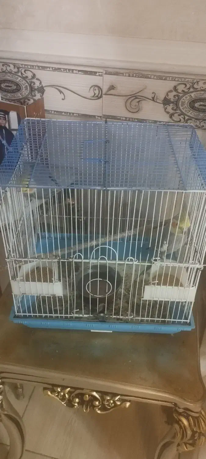 عروس هلندی|پرنده|رباط‌کریم, الارد|دیوار