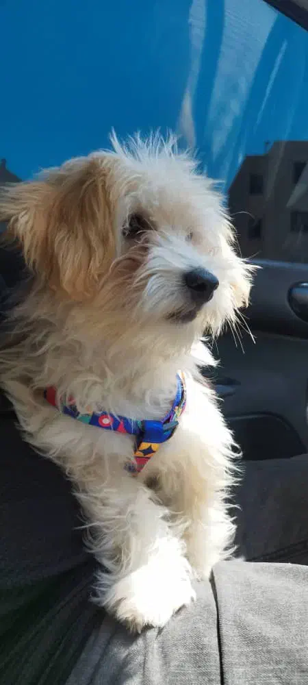 واگذاری موقت شیتزو نر ۷ ماهه واکسینه، بازی‌دوست|سگ|شیراز, شهرک گلستان|دیوار