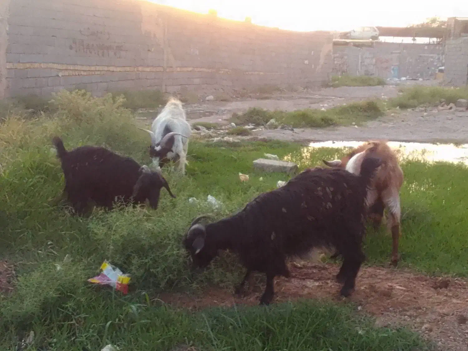 بز بزغاله نربز|حیوانات مزرعه|پاکدشت, حصار امیر|دیوار