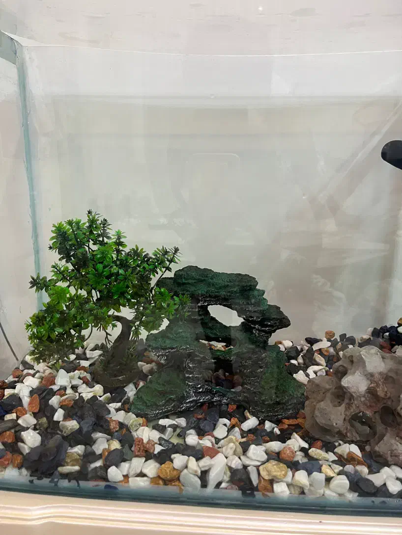 آکواریوم شیشه خم/تصفیه استوانه ای/بخاری/سنگ/لامپ|ماهی|تهران, مروارید شهر|دیوار