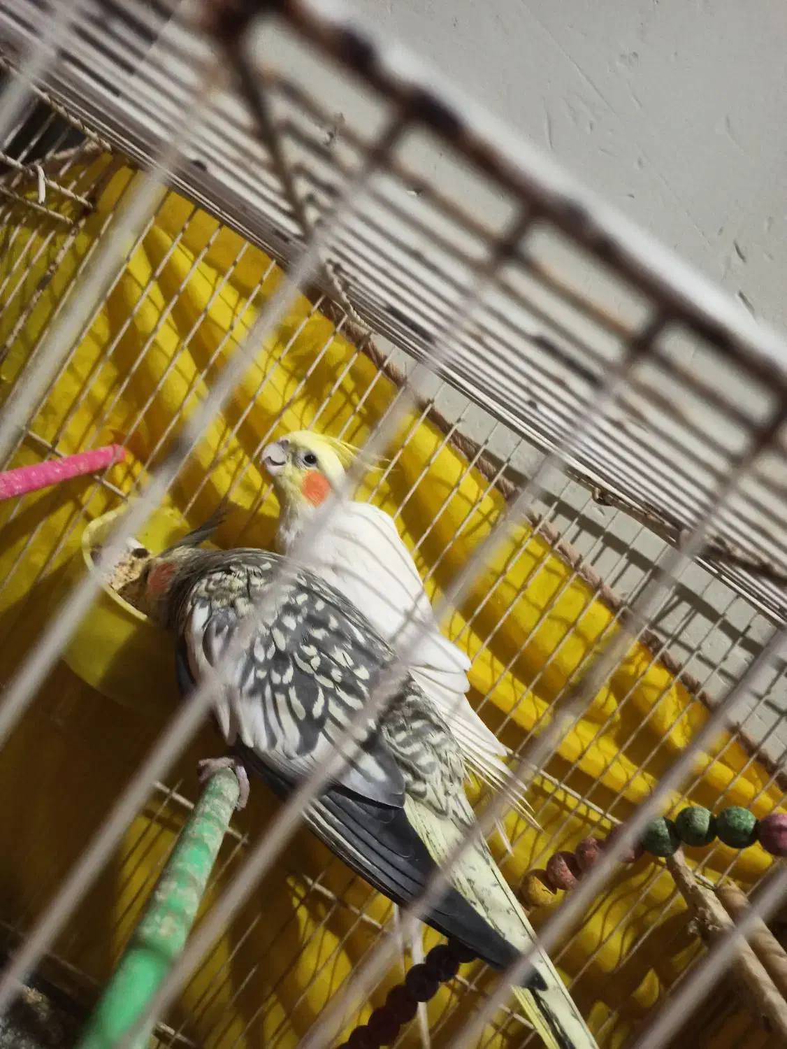 عروس هلندی|پرنده|شیروان (خراسان), |دیوار