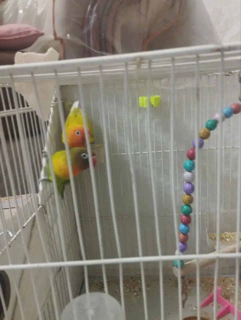 کوتوله|پرنده|مشهد, ادیب نیشابوری (شهرک غرب)|دیوار