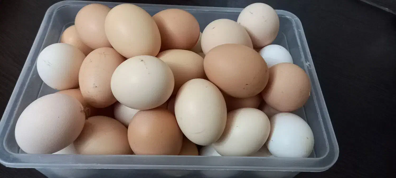 تخم مرغ تازه به شرط سالم بودن|خوردنی و آشامیدنی|هشتگرد, هیو|دیوار