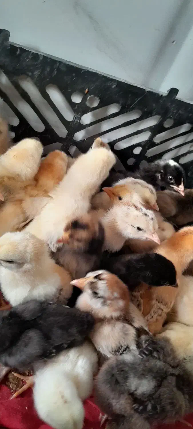 جوجه محلی|حیوانات مزرعه|نیمروز, |دیوار