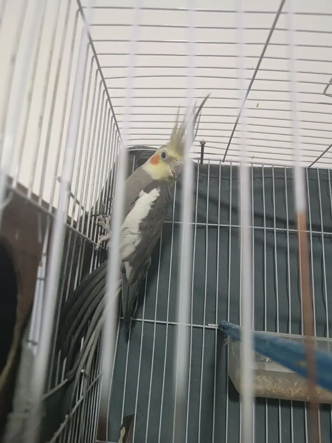 عروس هلندی جفت|پرنده|قوچان, |دیوار