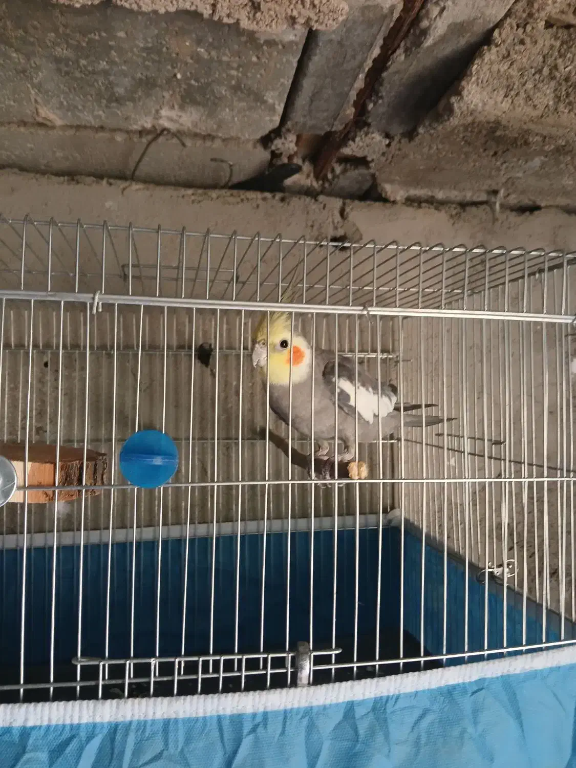 عروس هلندی|پرنده|نورآباد ممسنی, |دیوار