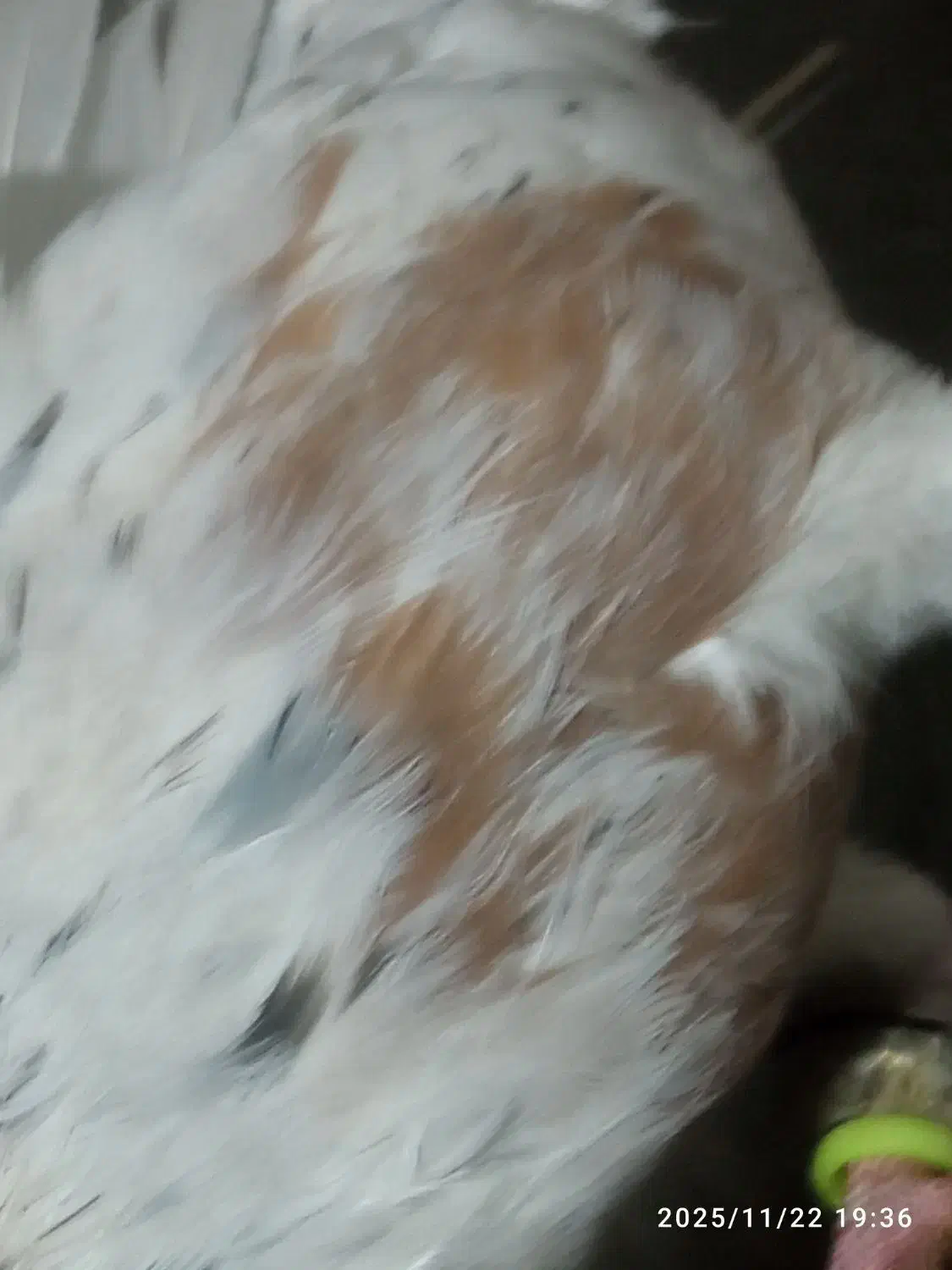 کفتر هفت رنگ نر تیکه دار|پرنده|سبزوار, قصبه شرقی|دیوار