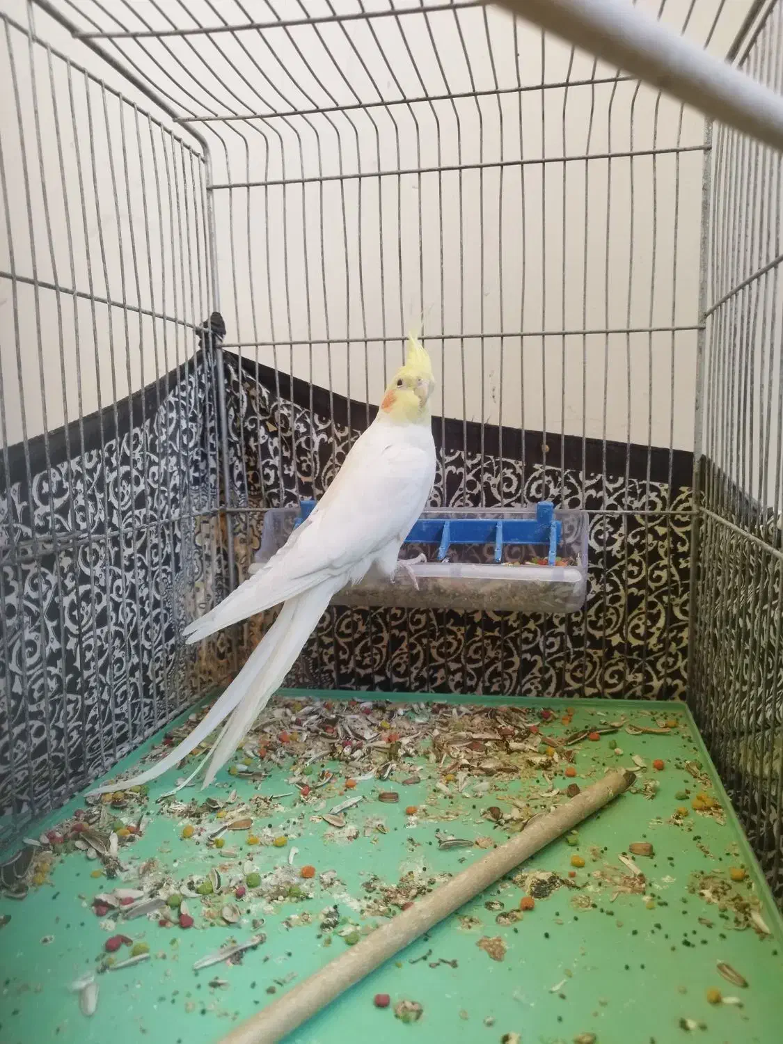 عروس هلندی ماده مست|پرنده|پرند, فاز ۶|دیوار